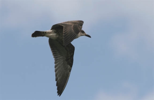 Overvliegende Meeuw bij het Lauwersmeer 