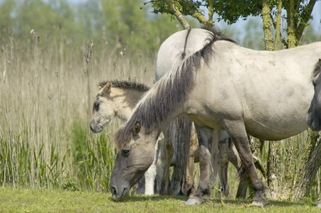 Paarden, foto van Nol Ploegmakers.