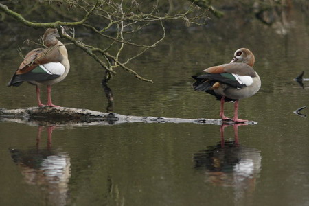 Nijlganzen bij Friescheveen