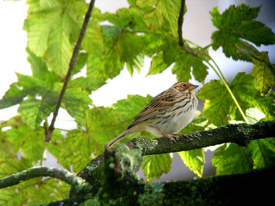 Dwerggors, Driemolendrift, Groningen