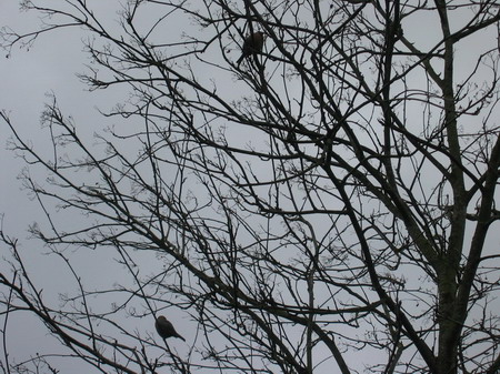 Haakbekken in Groningen in de wijk Beijum