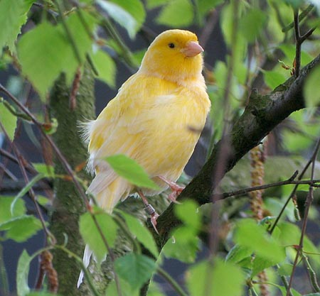Ontsnapte Kanarie, Groningen in de wijk Oosterpark