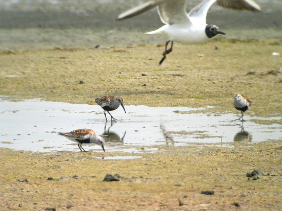 Kokmeeuw en Krombekstrandloper in de Breebaartpolder