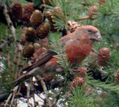 Kruisbek bij de begraafplaats Selwerderhof in Groningen