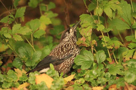 Notenkraker in Delfzijl