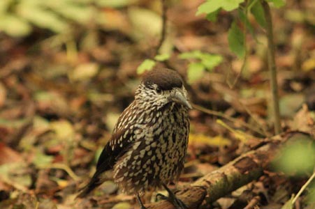 Nog een foto van deze Notenkraker in Delfzijl