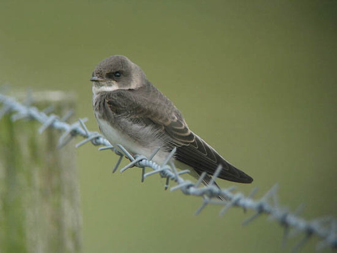 Oeverzwaluw in de Breebaartpolder