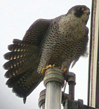 Slechtvalk bij de Eemshaven