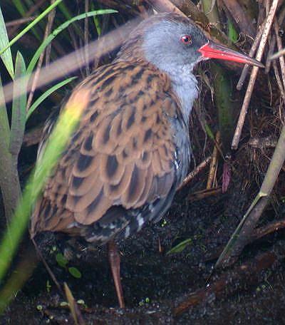 Waterral bij Westerbroekstermadepolder