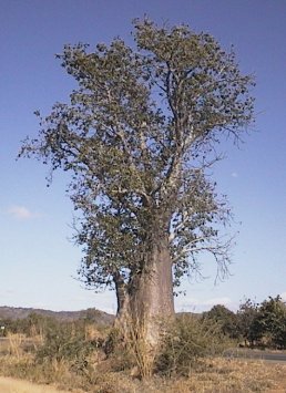 Baobabboom
