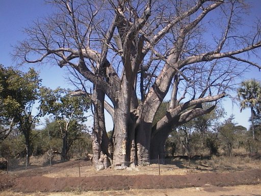 baobab vlakbij de Victorain Falls.