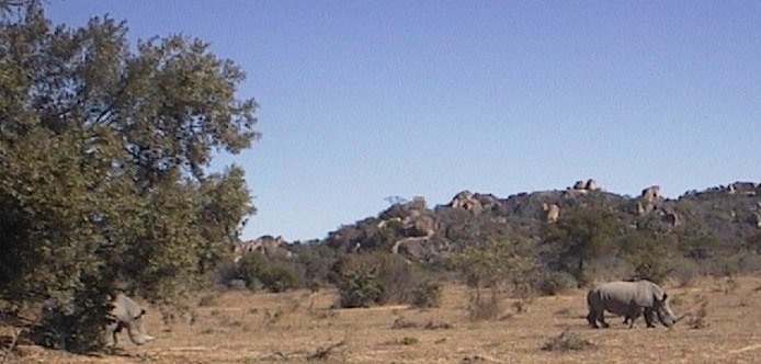 Witte neushoorns in Matobo