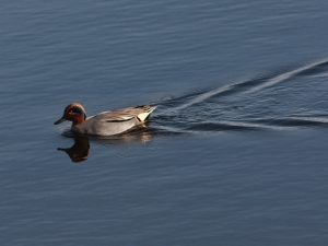 Wintertaling - Diependal