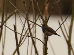2015-04-06-Leinwijk-Blauwborst