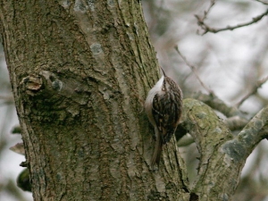 Boomkruiper - Noordlaarderbos