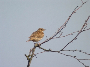 Boomleeuwerik - Kale Duinen