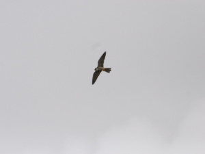 Boomvalk - Fochterloërveen