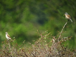 Grauwe Klauwier - Gasterse Duinen
