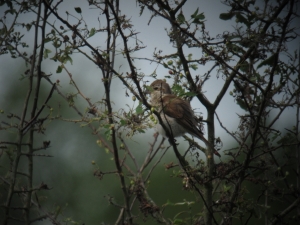 Grauwe Klauwier - Gasterse Duinen