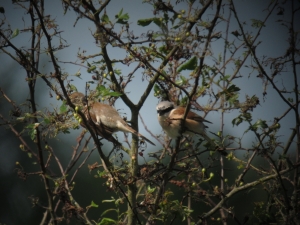 Grauwe Klauwier - Gasterse Duinen