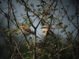 Grauwe Klauwier - Gasterse Duinen