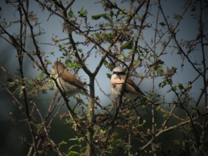 Grauwe Klauwier - Gasterse Duinen