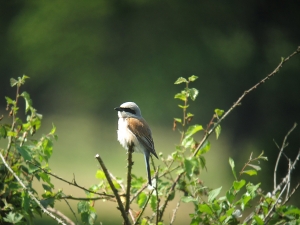Grauwe Klauwier - Gasterse Duinen