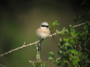 Grauwe Klauwier - Gasterse Duinen