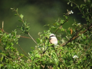 Grauwe Klauwier - Gasterse Duinen