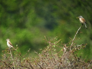Grauwe Klauwier - Gasterse Duinen