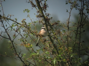 Grauwe Klauwier - Gasterse Duinen
