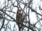 Groene_Specht