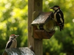 2015-06-07-Mannetje en Jonge Grote Bonte Specht_001