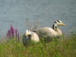 Indische Gans