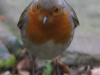 roodborst
