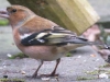 vink_man_21_dec_oosterpark1