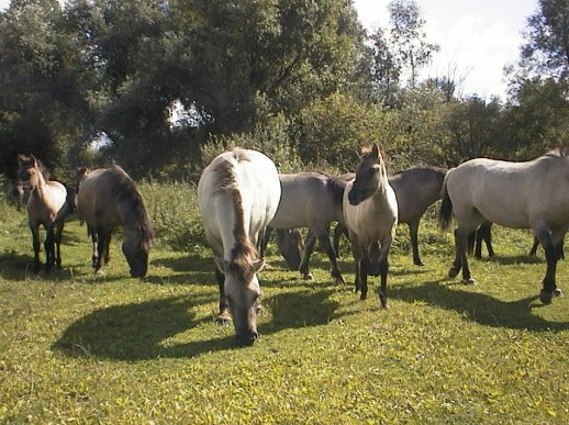 2001 Oostvaardersplassen paarden