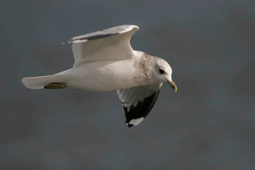 Stormmeeuw Schiermonnikoog