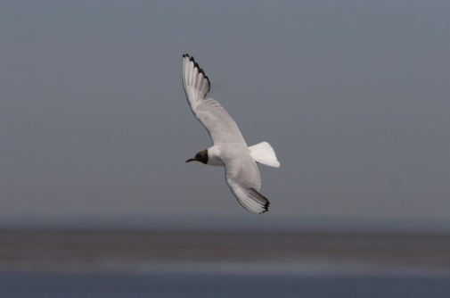 Kokmeeuw - vanaf de boot naar Terschelling 17 juli 2006