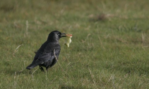 Kauw met klokhuis van Jos B