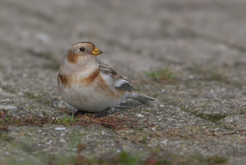 Sneeuwgors in de Bantpolder