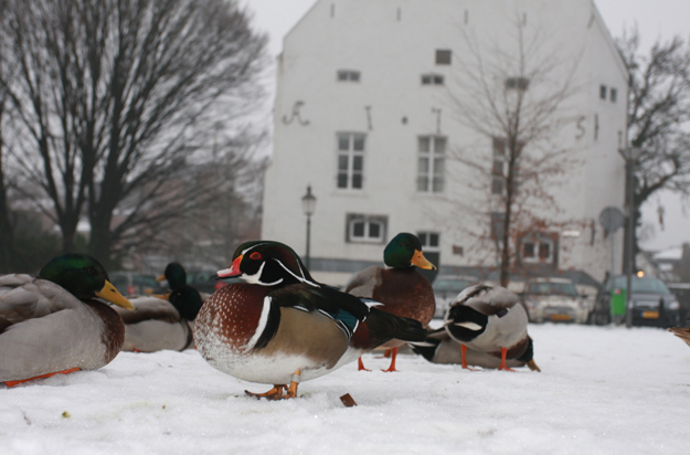 Carolina Eend in Maastricht