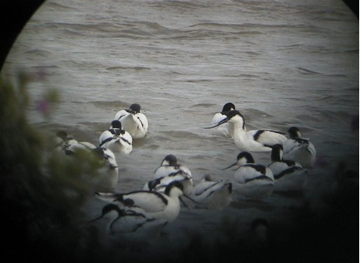 2001 Oostvaardersplassen, een aantal kluten.