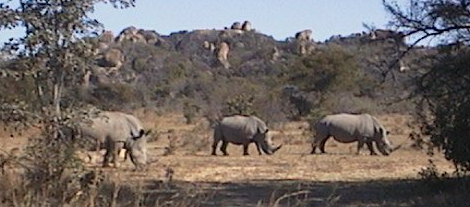 Neushoorns in Afrika