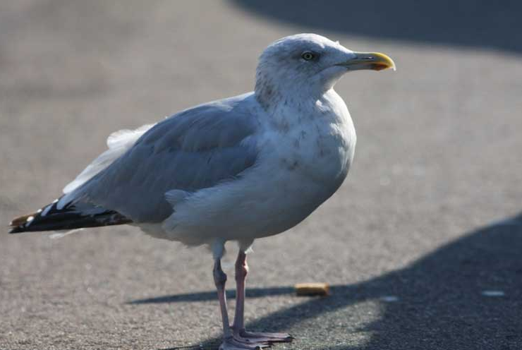 Zilvermeeuw in Den Helder