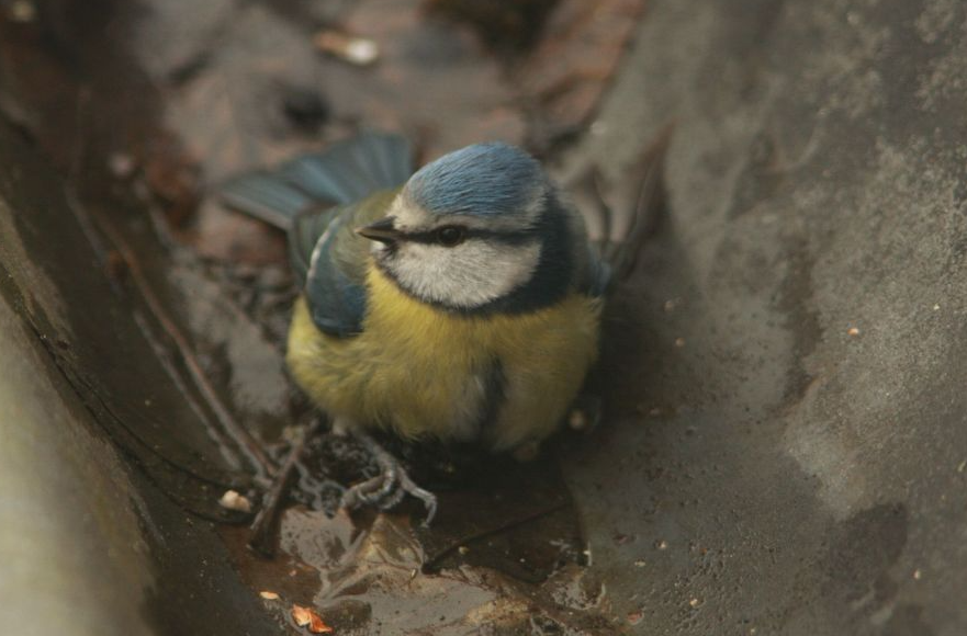 Pimpelmees vliegt tegen het raam