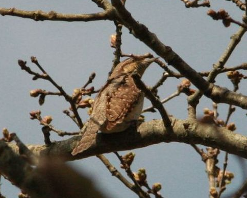 Draaihals Taarlosche Diep
