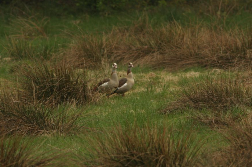 Nijlganzen in het Noordlaarderbos