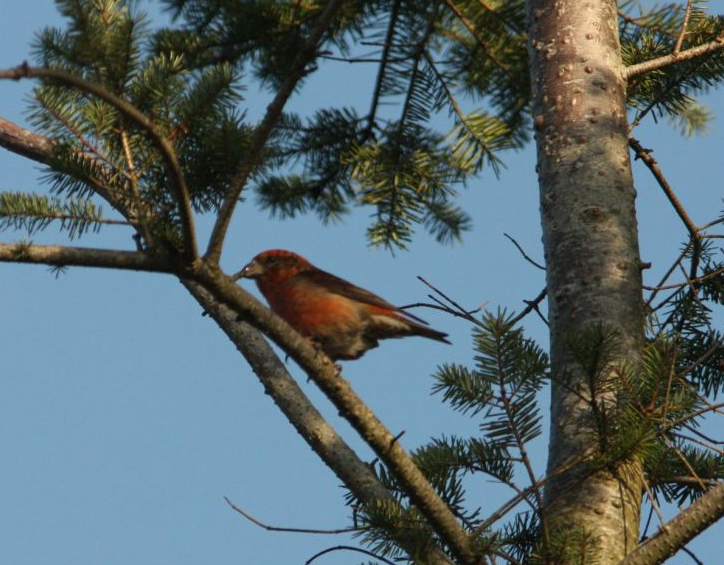 Kruisbekken op het Drents-Friese Wold - Aekingerzand (Kale Duinen)