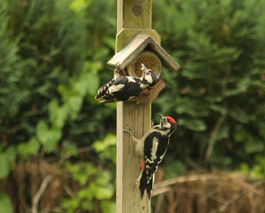 Jonge grote bonte specht en ouder